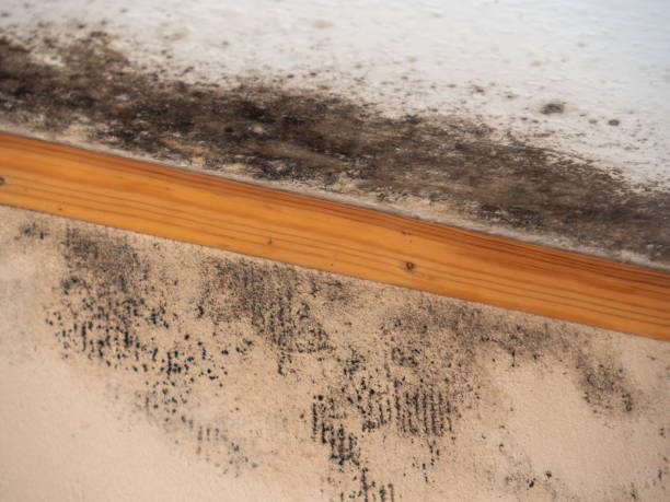 Genesee, CO Mold Removal Company
