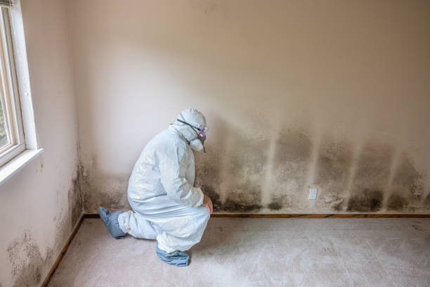 Best Basement Mold Removal  in Genesee, CO
