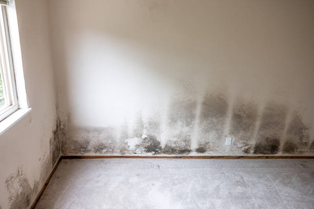 Asbestos and Lead Testing During Mold Inspection in Genesee, CO