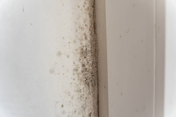 Best Black Mold Removal  in Genesee, CO
