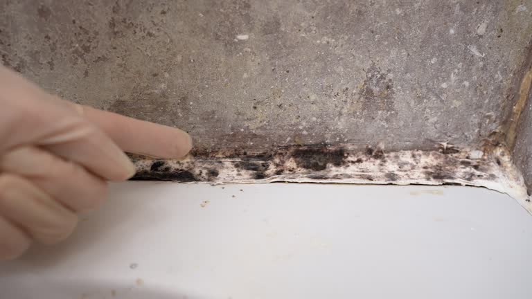 Best Mold Damage Restoration  in Genesee, CO